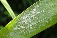 spiraling whitefly